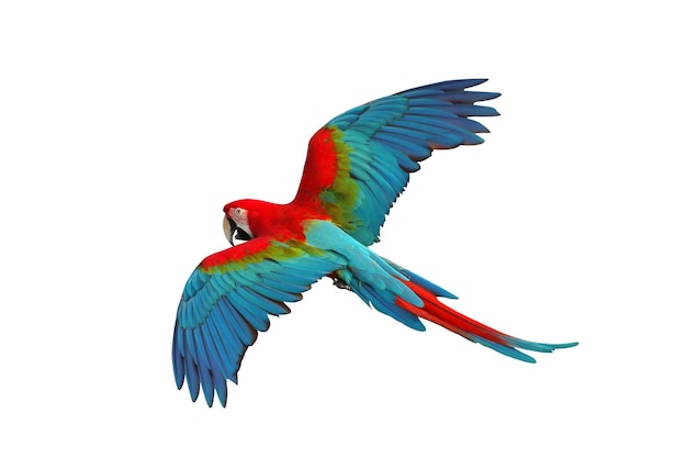 Colorful flying Green Wing Macaw parrot isolated on white background