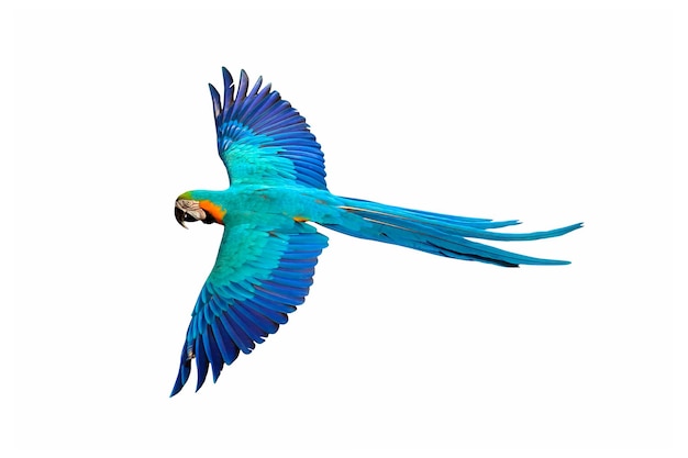 Colorful flying parrot isolated on white background.