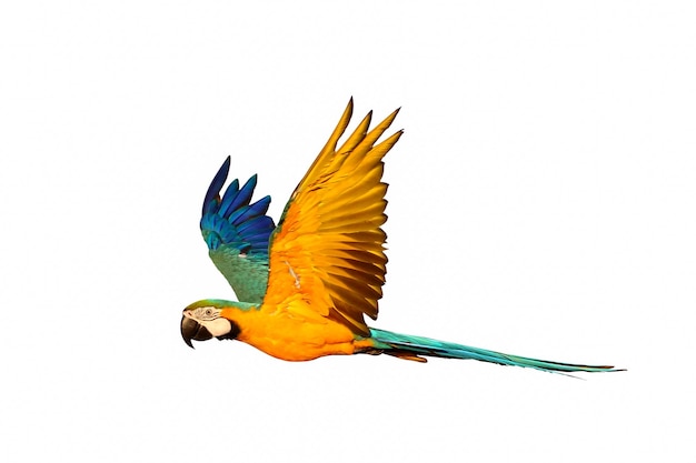 Colorful flying parrot isolated on white background.