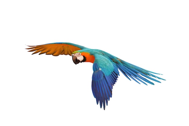 Colorful flying parrot isolated on white background