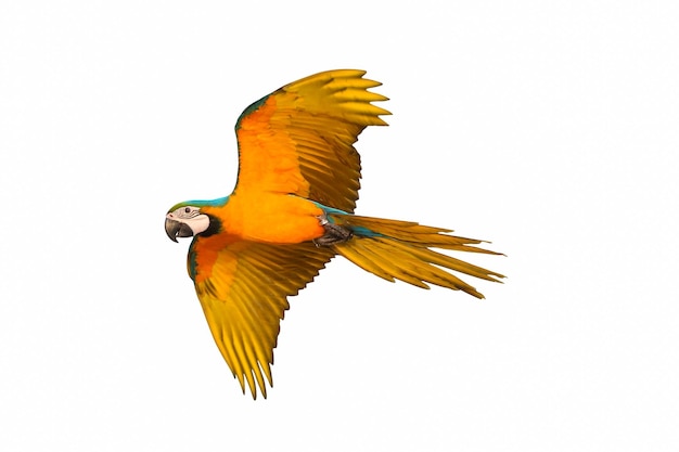 Colorful flying parrot isolated on white.