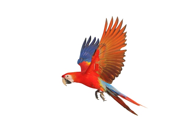 Colorful flying Scarlet Macaw parrot isolated on white background