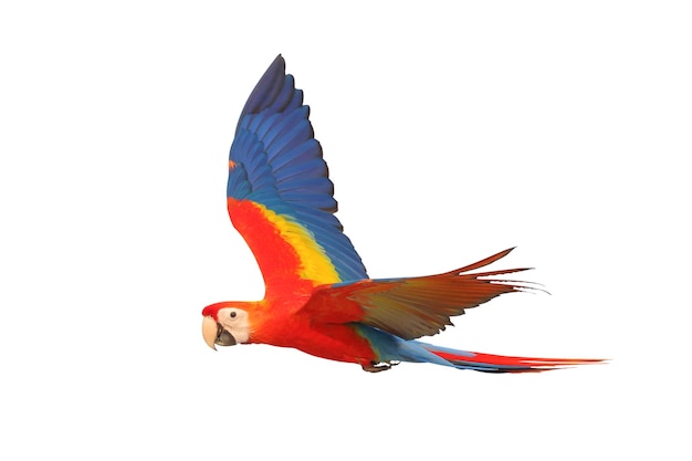 Colorful flying Scarlet Macaw parrot isolated on white background