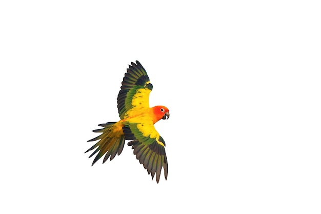 Colorful flying Sun Conure parrot isolated on white background