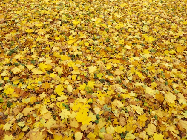 Colorful foliage in the autumn park