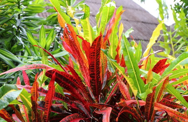 Colorful Foliage of the Fire Croton Plants in the Garden