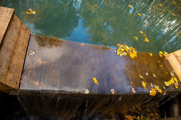 Colorful foliage floating in the dark fall water with reflection of the trees. October.