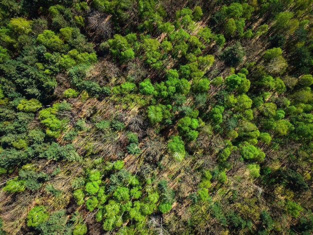 Colorful foliage in Forest at Spring Aerial Drone Top Down View