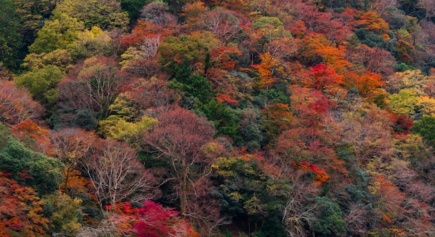 Colorful of forest in Japan