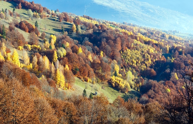 Colorful forest on slope  in autumn misty mountain.