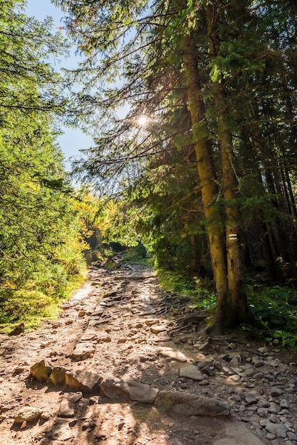 Colorful forest in Tatra mountains at sunrise in Poland