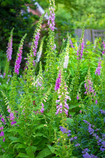 Colorful foxgloves digitalis purpurea Foxgloves digitalis purpurea in full bloom