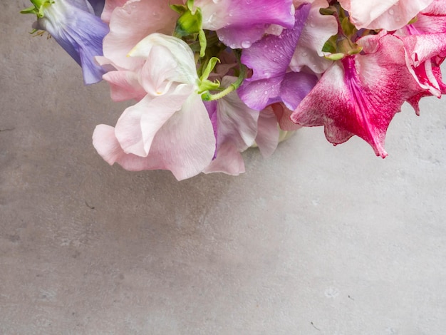 Colorful Fragrant Sweet Pea Flowers copy space