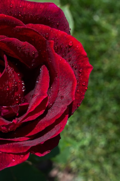 Colorful fresh rose in close up view