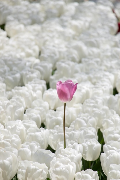 Colorful fresh tulip flower bloom in the garden