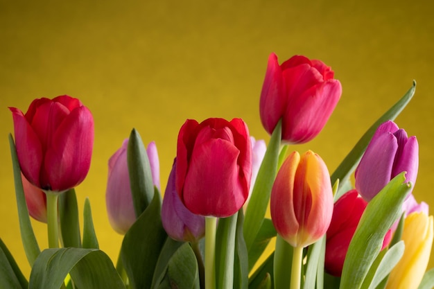 Colorful fresh tulip flowers bouquet for international woomens day