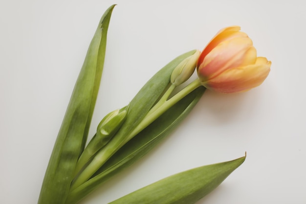 Colorful fresh tulips on a white background Valentines Day March 8 spring background