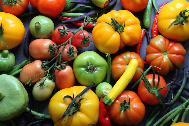 Colorful fresh vegetables tomatoes and young courgettes harvested on the plot yellow and green