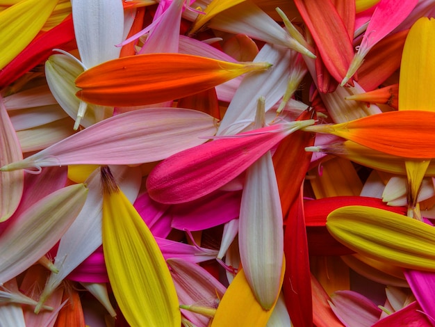 Colorful gerbera flower petals