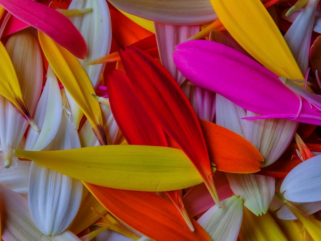 Colorful gerbera flower petals