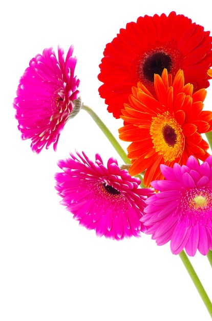 Colorful gerberas flowers on white background