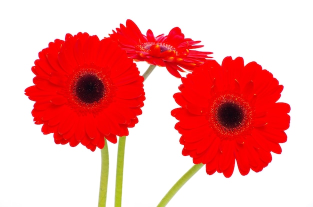 Colorful gerberas on white background