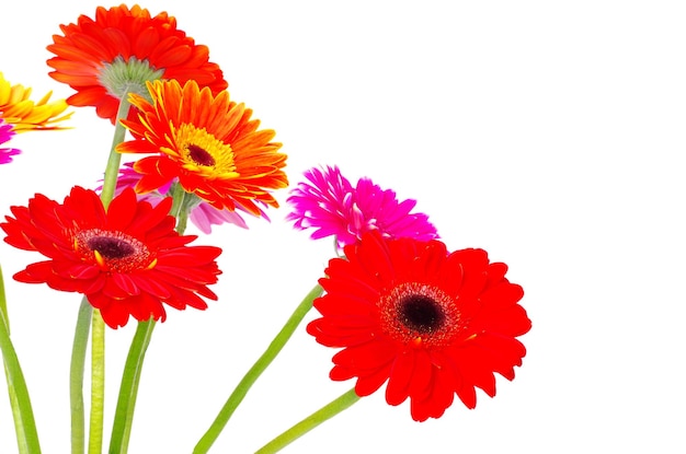 Colorful gerberas on white background