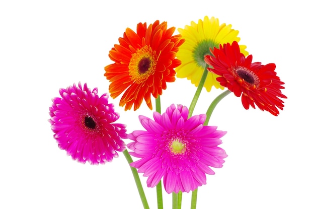 Colorful gerberas