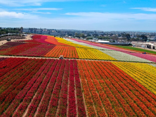 Colorful Giant Ranunculus flowers field during the annual bloom that runs March through mid May