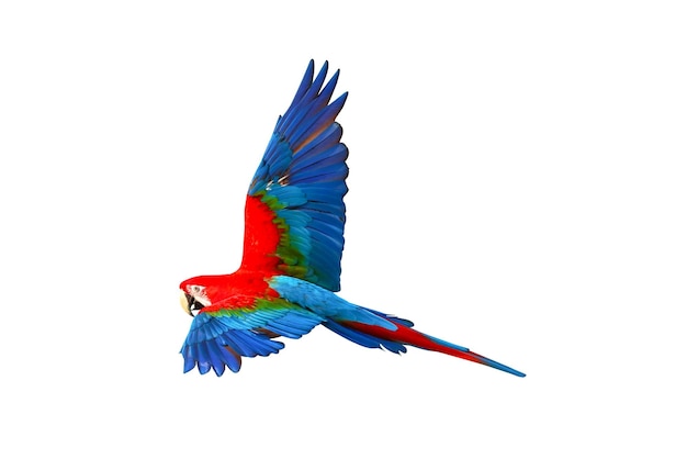 Colorful Green wing macaw flying isolated on white background