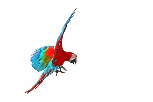 Colorful Green wing macaw flying isolated on white background