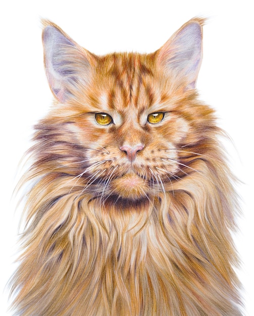 Colorful handdrawing portrait of a Maine Coon cat. Pet on white background. Realistic hand drawing