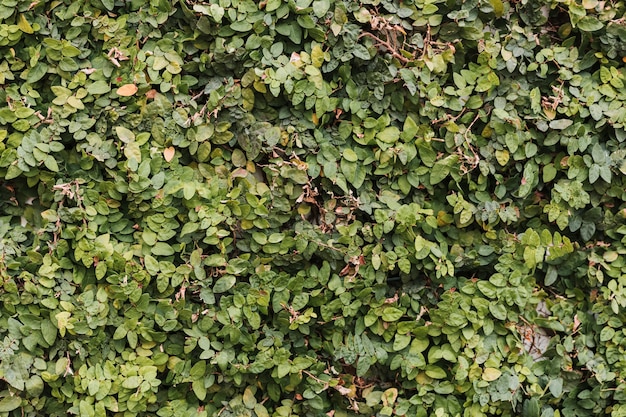 Colorful hedge leaves texture