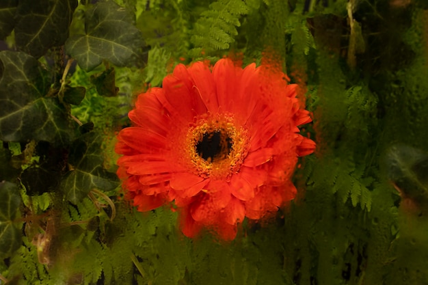 Colorful humidity glass