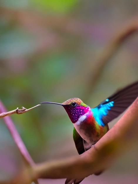 A colorful hummingbird bird sits on a branch in the forest with bur background