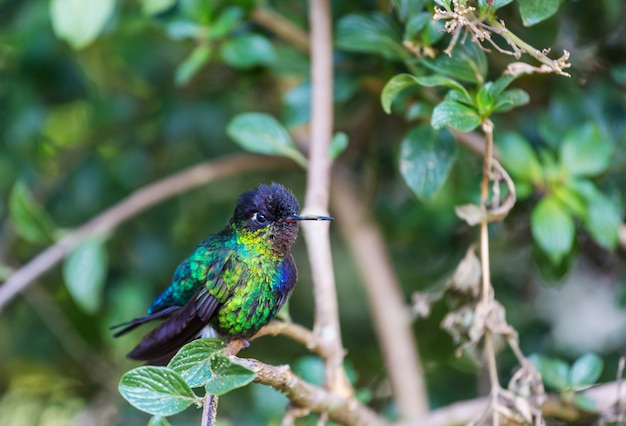 Colorful Hummingbird in Costa Rica, Central America