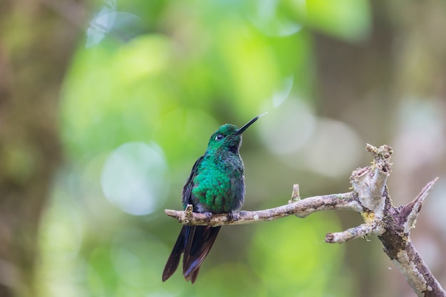 Colorful Hummingbird in Costa Rica, Central America