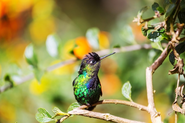 Colorful Hummingbird in Costa Rica, Central America