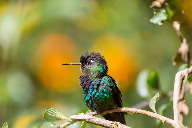 Colorful Hummingbird in Costa Rica, Central America