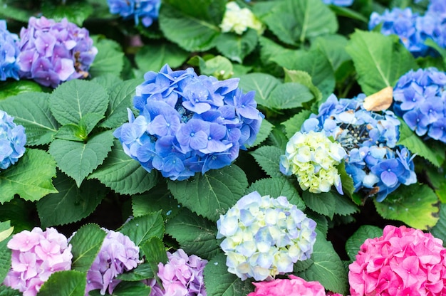 Colorful hydrangea blue and purple hydrangeas winter in the garden