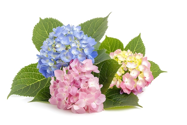 Colorful Hydrangea Bouquet