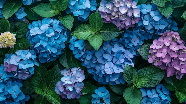 Photo colorful hydrangea bushes in full bloom