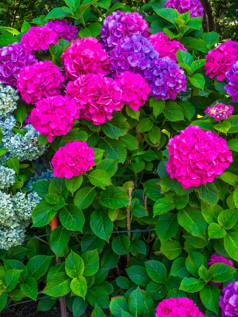 Colorful hydrangea flower pink and purple color