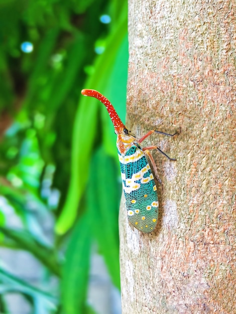 Colorful insect Cicada or Lanternflies