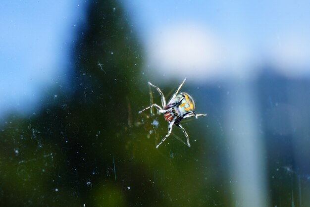 Colorful jumping spider on windows glass