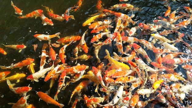 Colorful Koi Fancy carps fish in the water