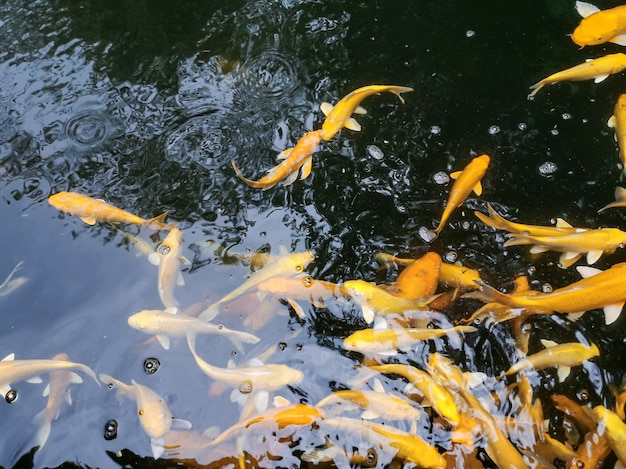 Colorful Koi fish or Fancy carp fish in pond.