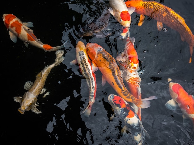 Colorful koi fish in the fish pond, Crayfish