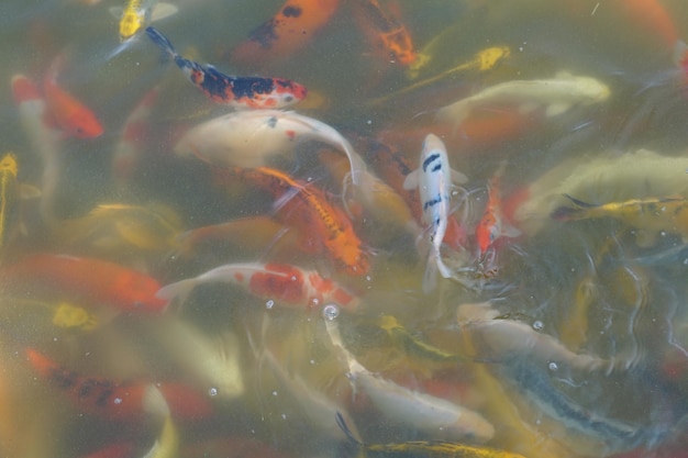 Colorful koi fish in the park pond