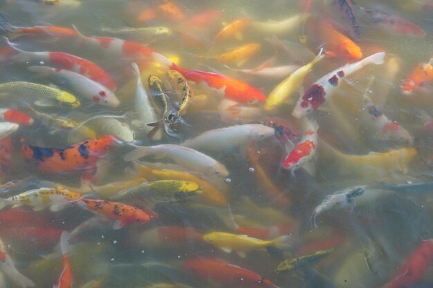 Colorful koi fish in the park pond